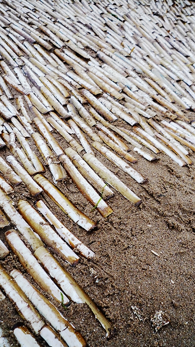 http://www.yufeili.com/files/gimgs/th-20_SEASHELL1.jpg